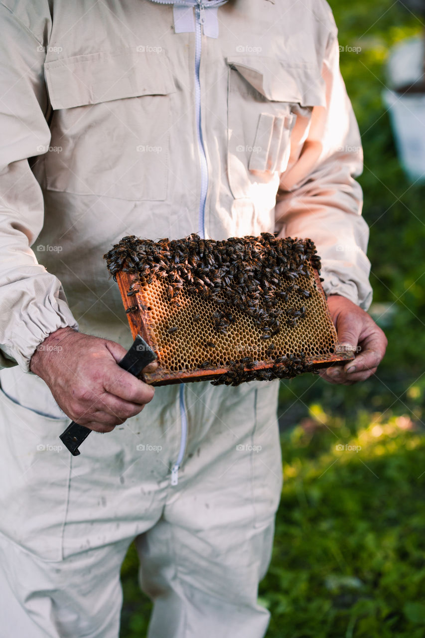 Beekeeper working in apiary, drawing out the honeycomb with bees and honey on it from a hive . Real people, authentic situations