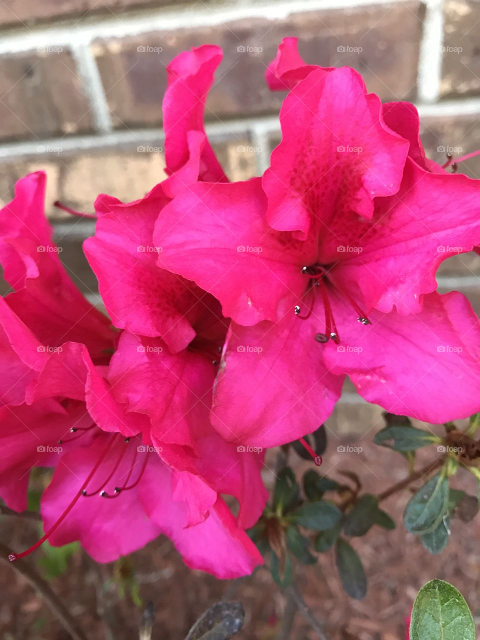 Bright pink azalea blooms
