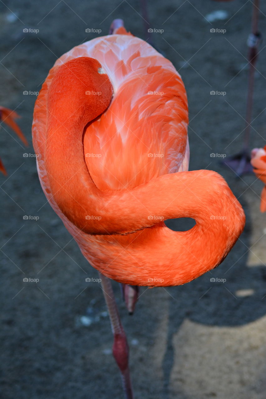 Flamingo bird resting