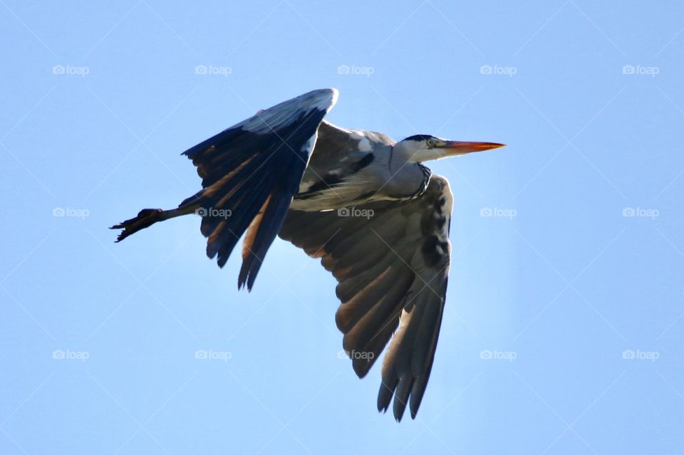 Gray heron in flight 