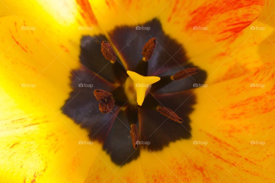 Extreme close-up of tulip flower