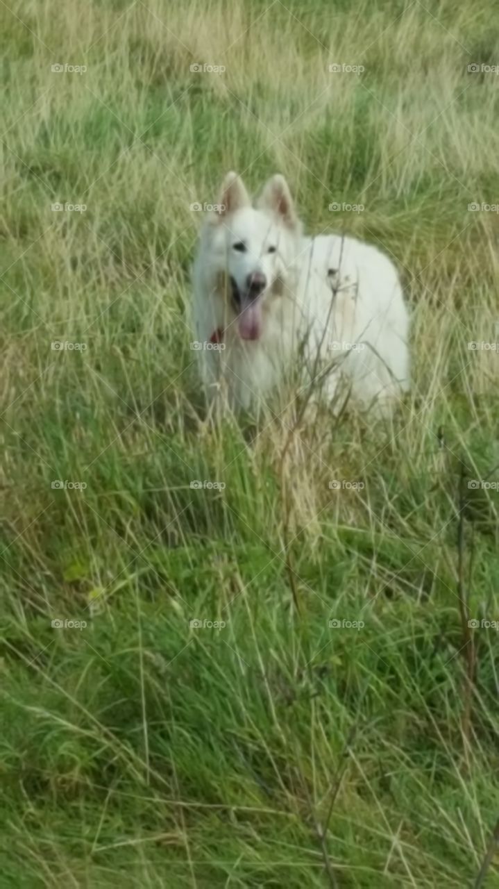 dog playing in grass