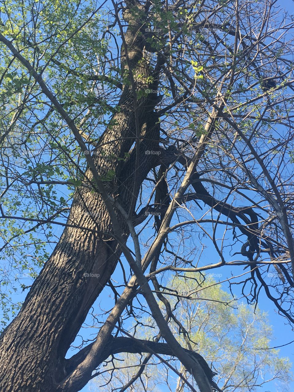 Tree, Wood, No Person, Nature, Trunk