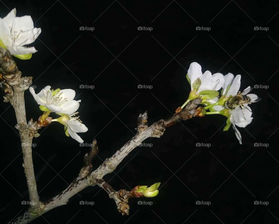 Bee on methley plum tree flower!