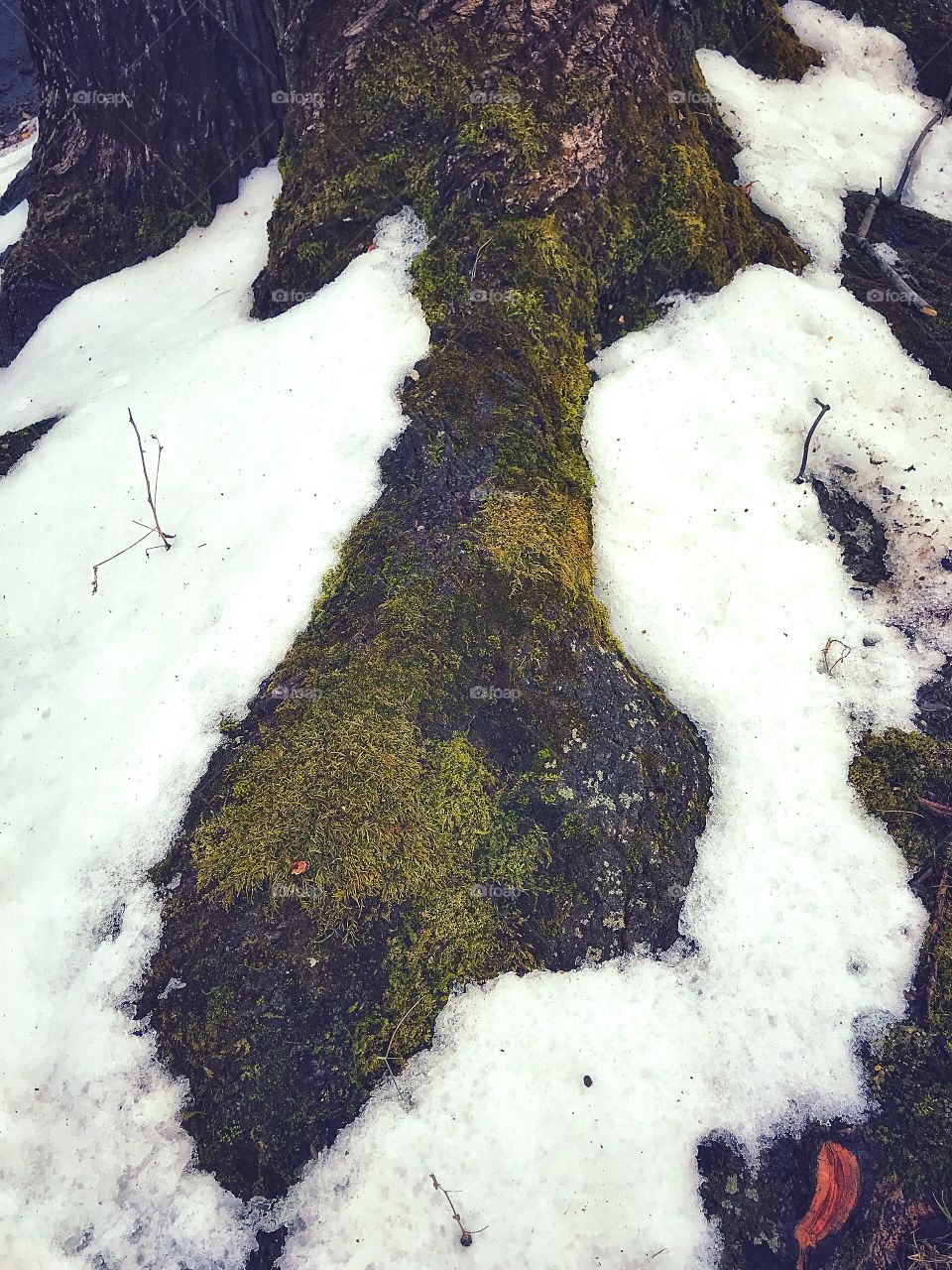 Snow and moss...