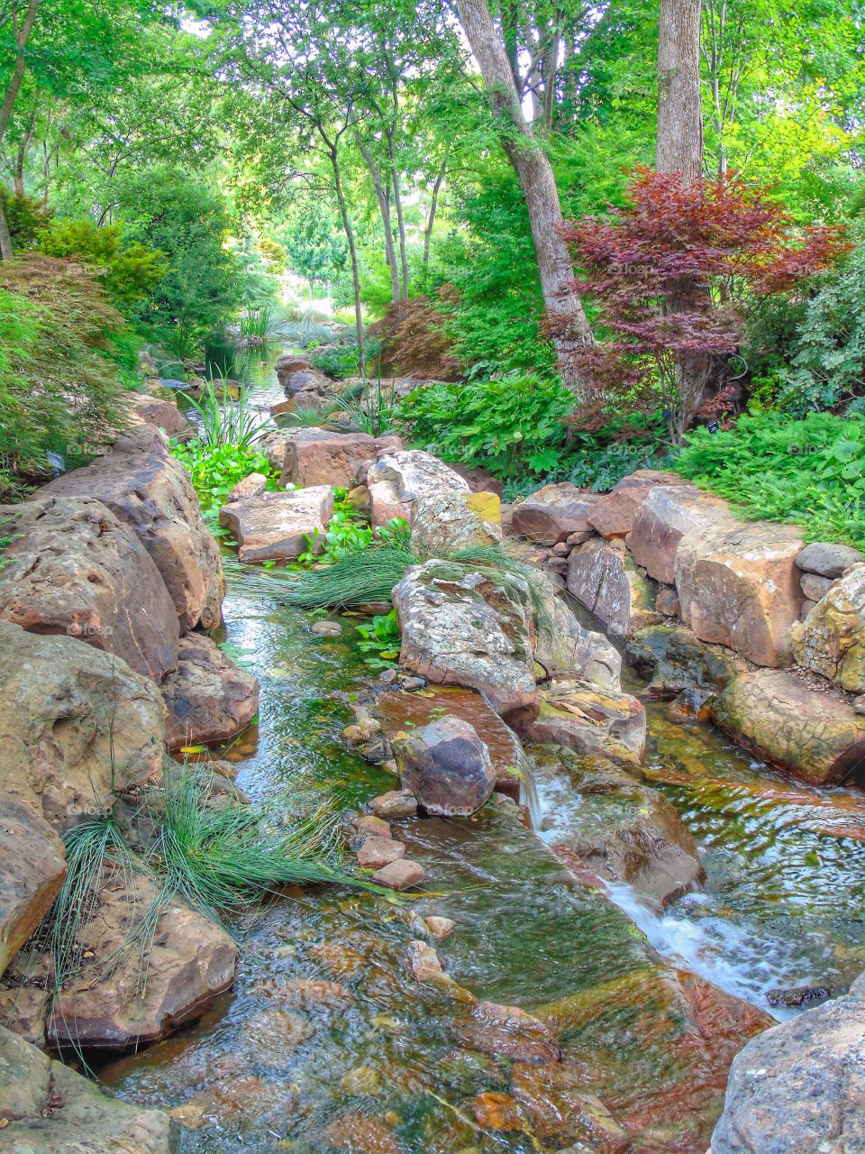 Stream flowing through forest