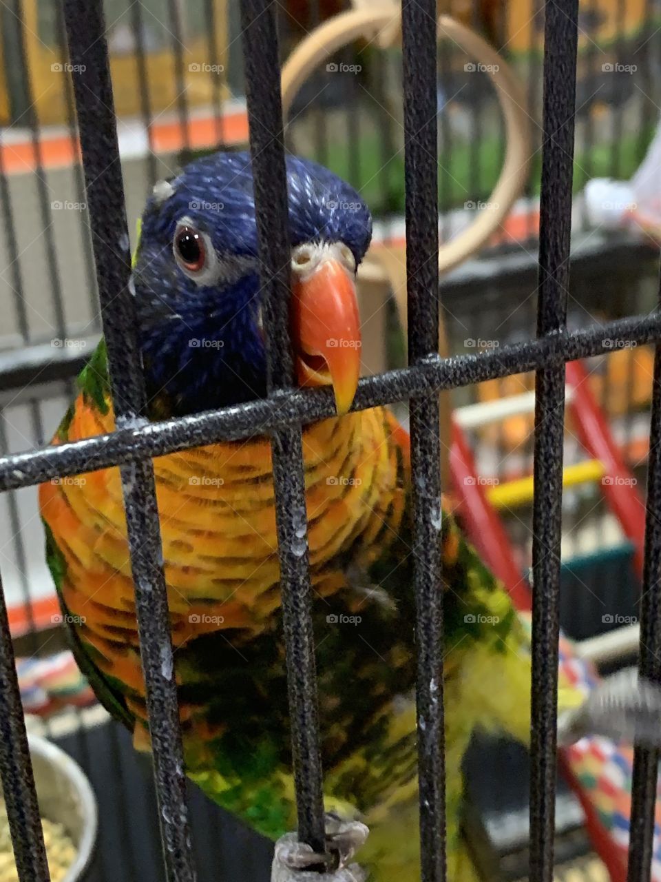 Rainbow lorikeet at the pet store 