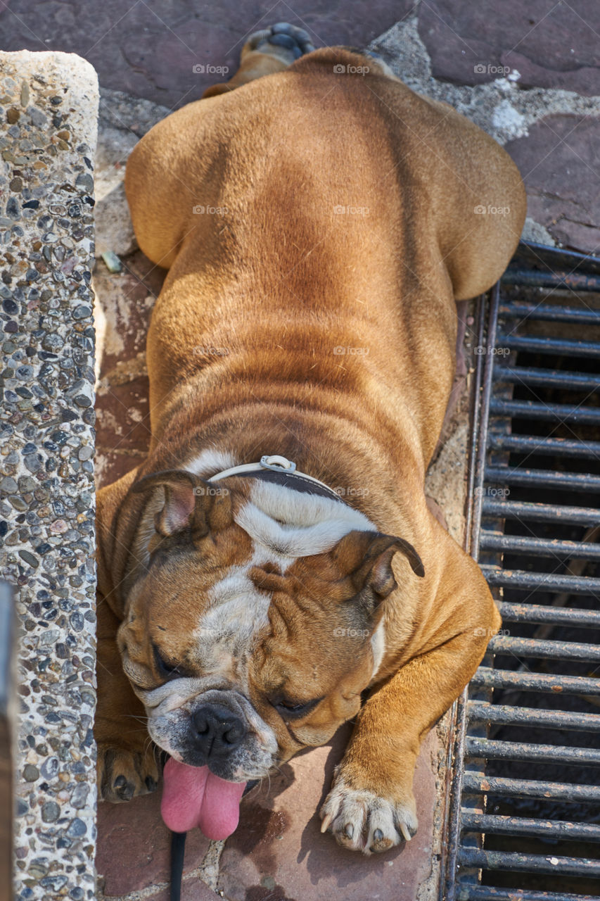 Bulldog lying in a extreme hot day 