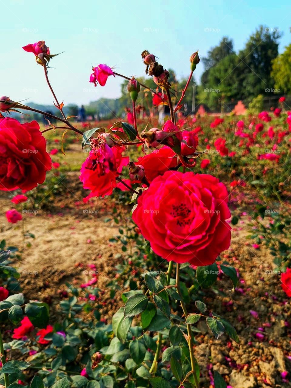 That close-up of the vibrant yellow flower is simply breathtaking.
The lush green plants in the background add such a refreshing touch to the scene.
It's like a little slice of paradise right there.