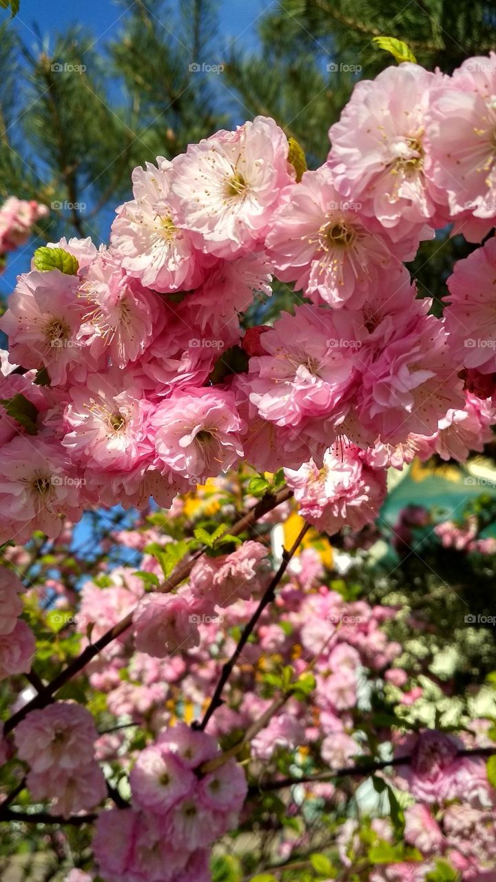 Pink spring