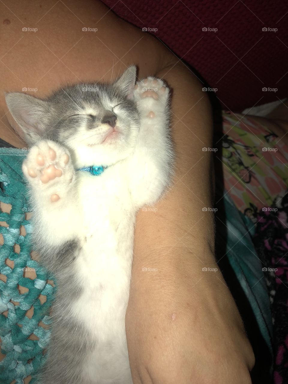  Baby boy kitten cat life 