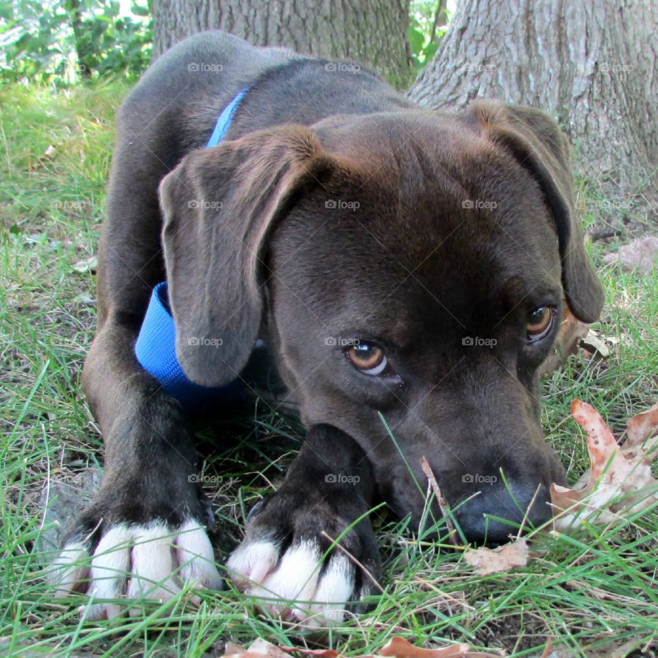 Casey is a lab puppy who gives the cutest puppy eyes ever!