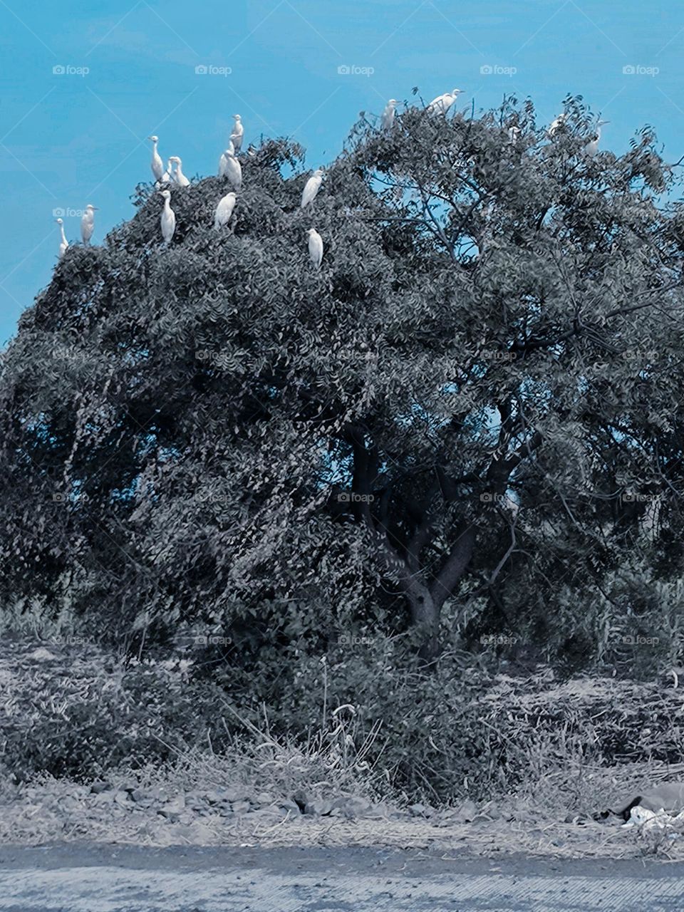 Sha A school of birds