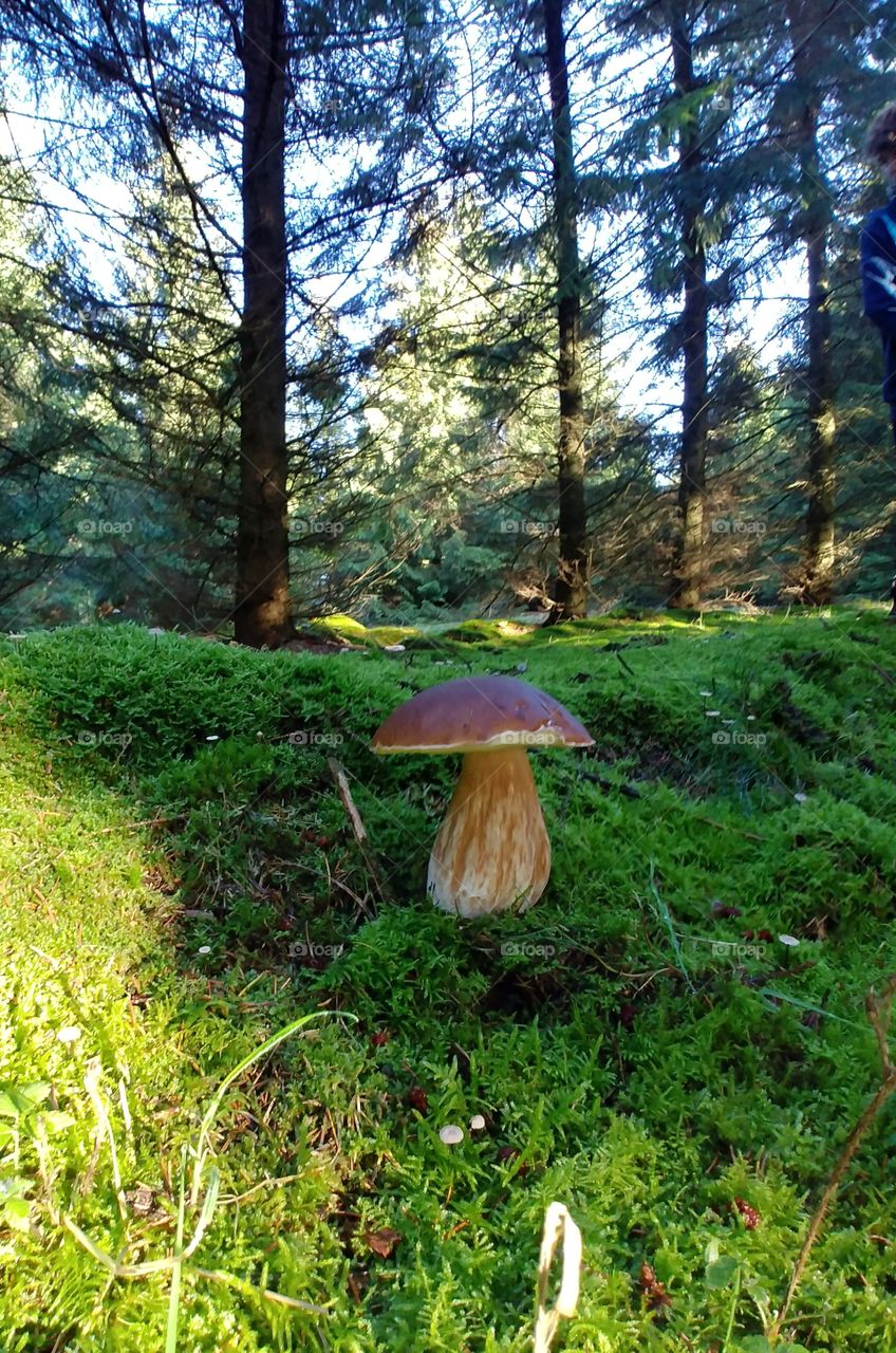 Steinpilz Pilz Mushroom Wald forest autumn green grün moos tree magic moss