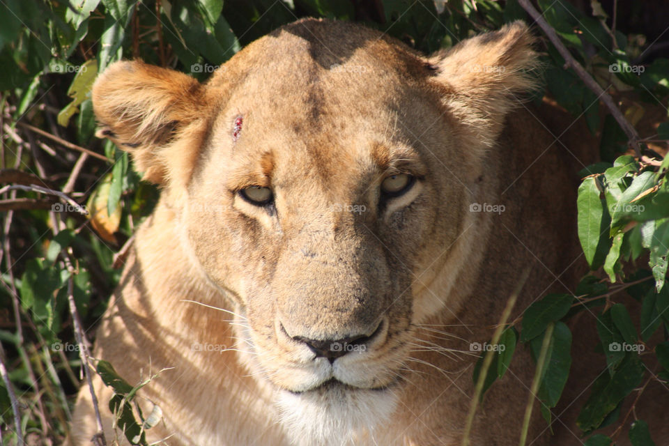 face lion savannah lioness by twickers
