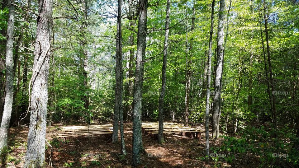 Forest Through The Trees