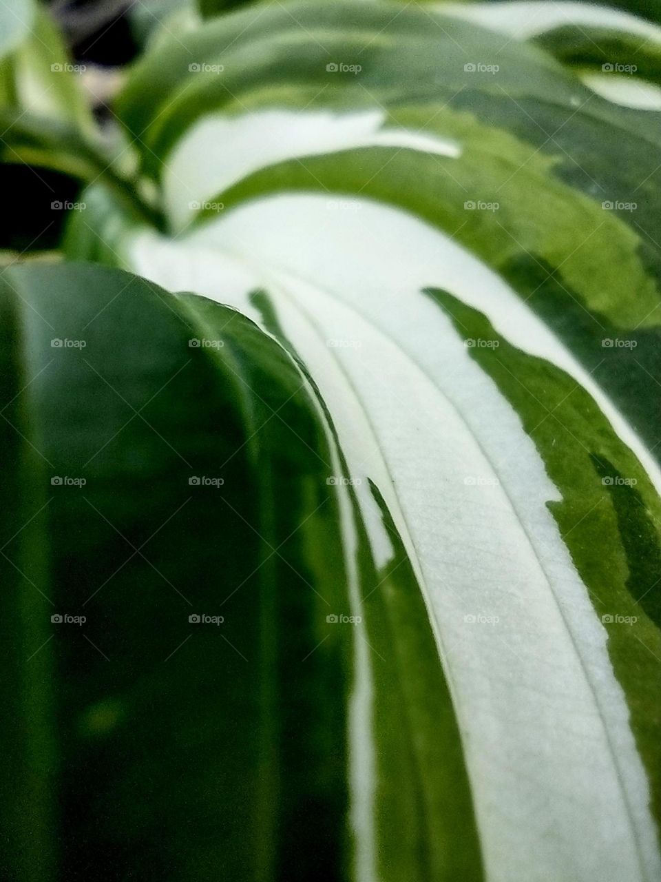 Closeup of a elegant green and creamy white leaves on a beautiful plant in nature