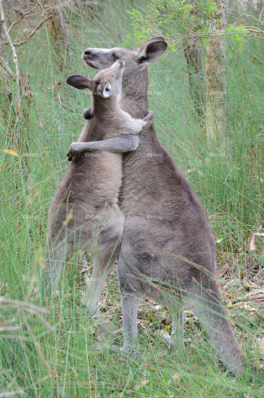 Mother and child kangaroo 