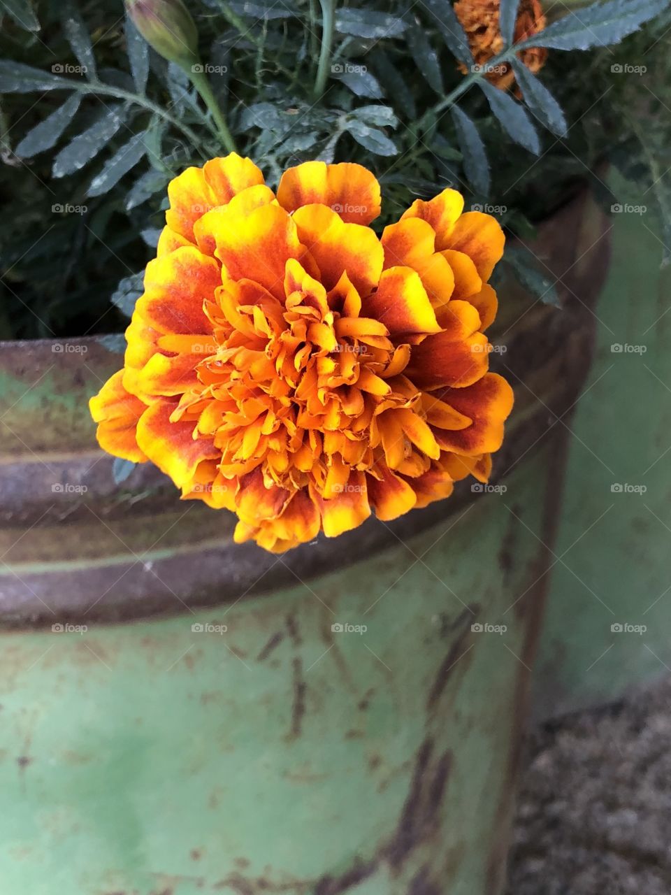 Rustic rural flower
