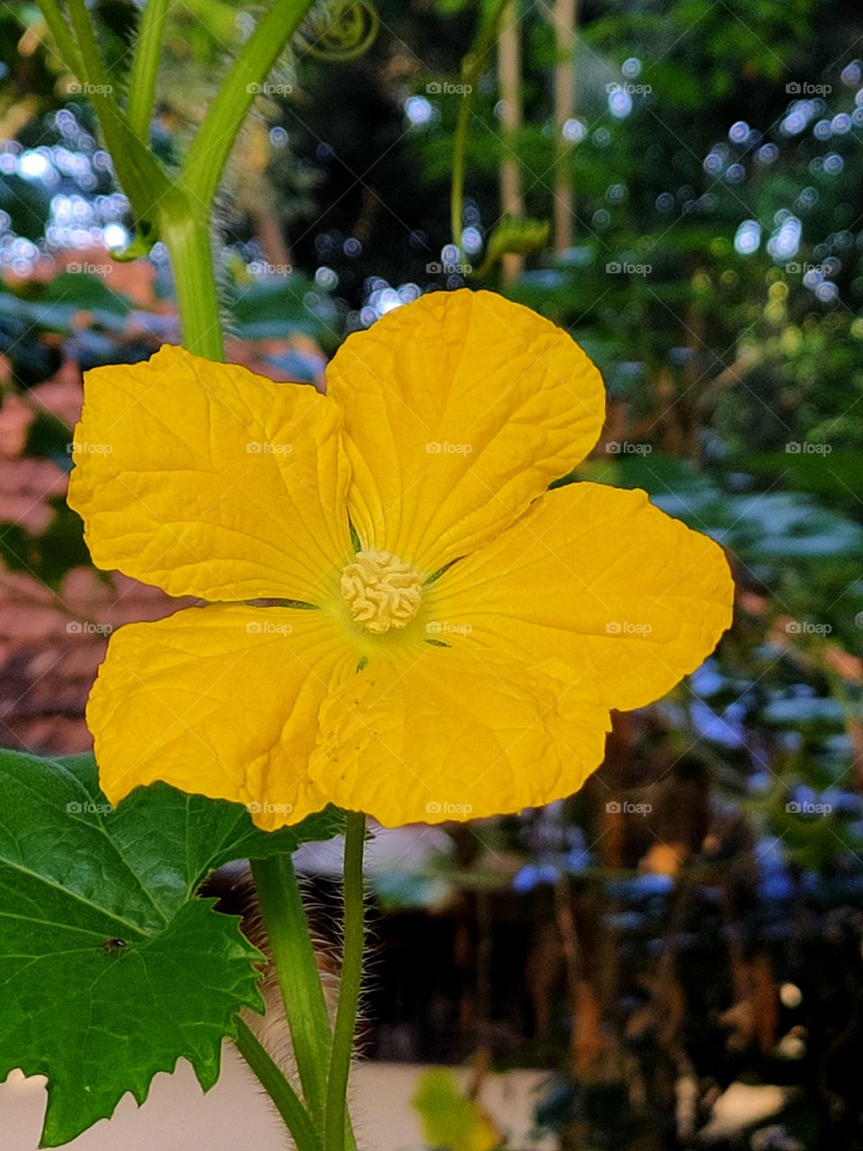 yellow flower