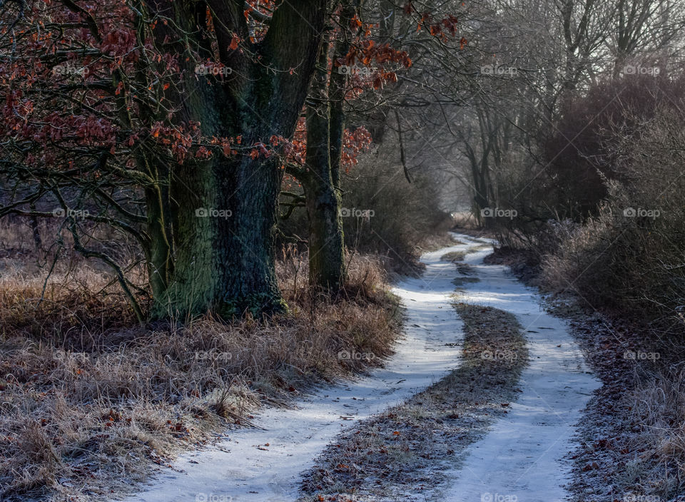 Frozen country road