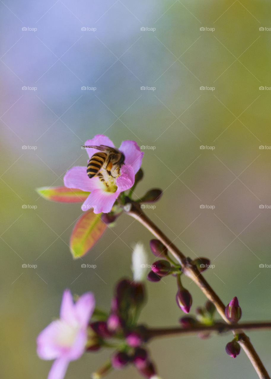 Bee and flower wildlife
