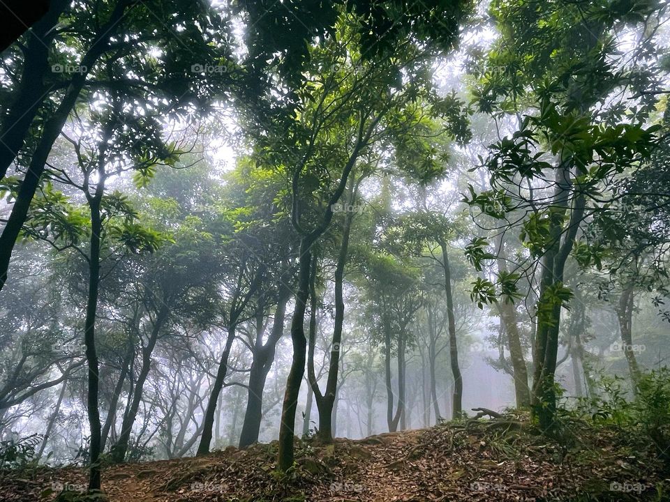 fog and forest