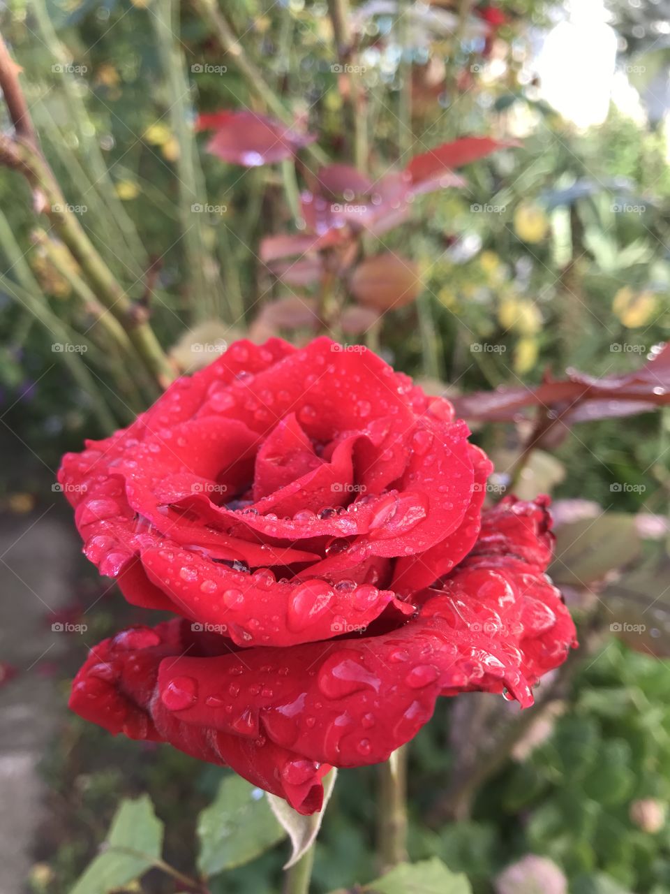 Res rose on a rainy day with raindrops on its petals.