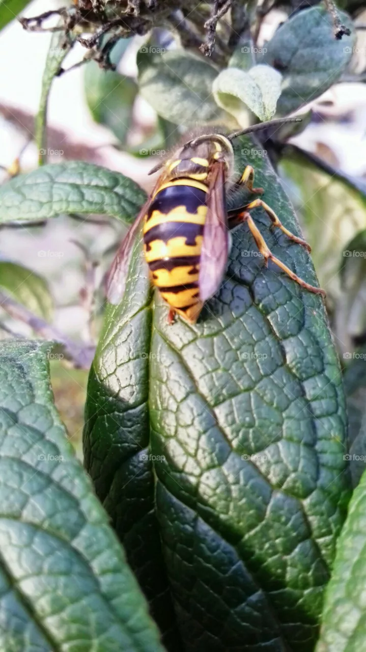 insect
