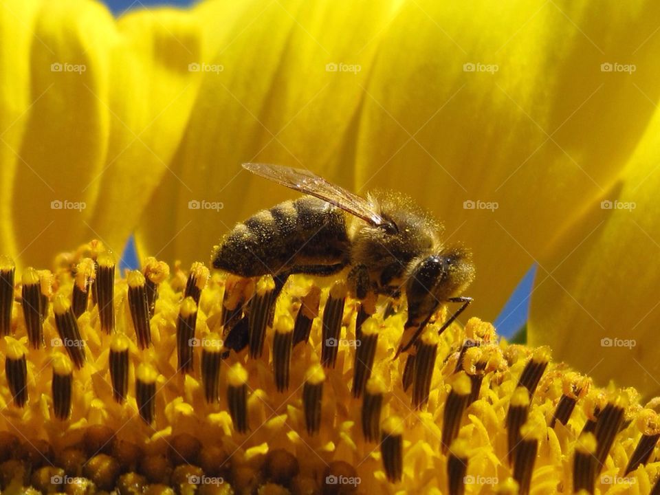 Sunflower Bee