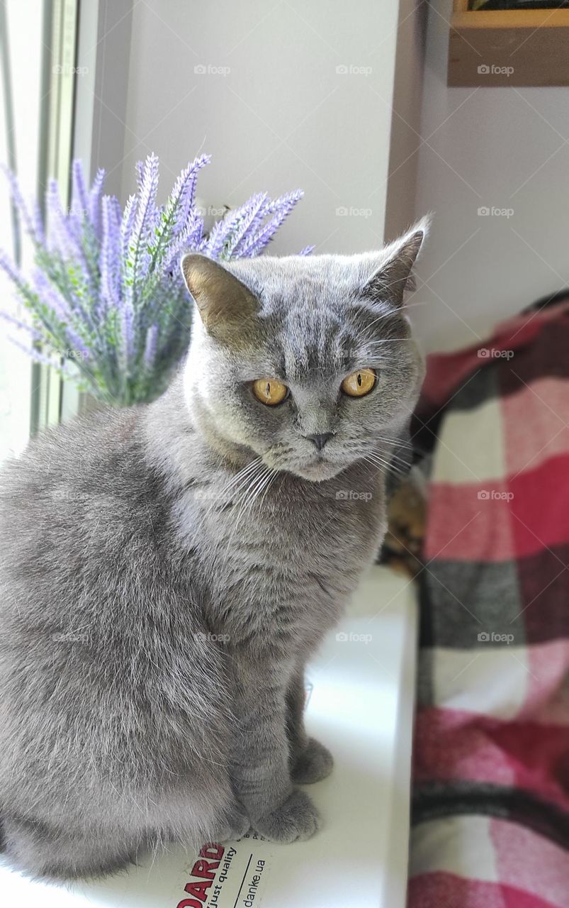 British plush cat posing for photo
