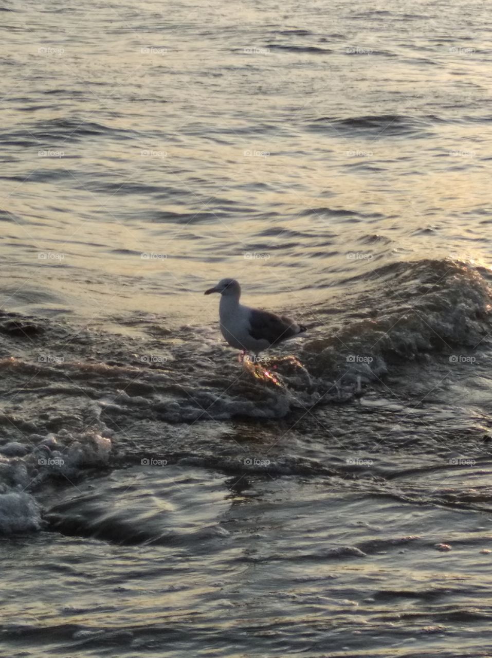 The seagull is splashing