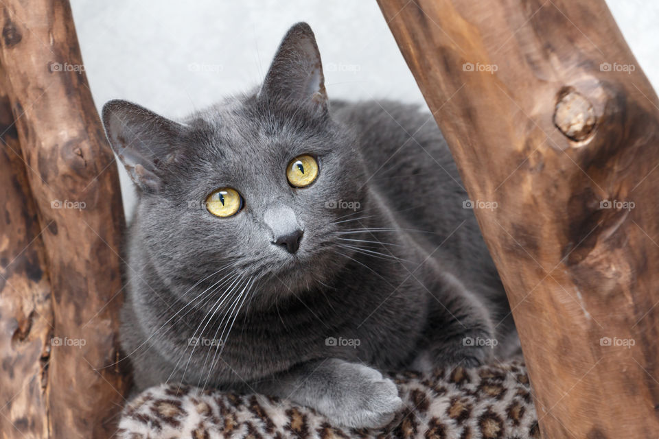 Russian blue cat and wooden trunks