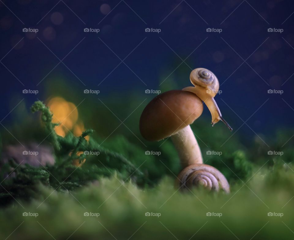 Snail on mushroom 