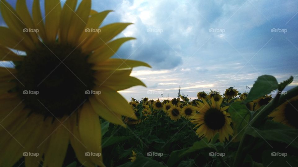Sunflower, Flower, Nature, Flora, Summer