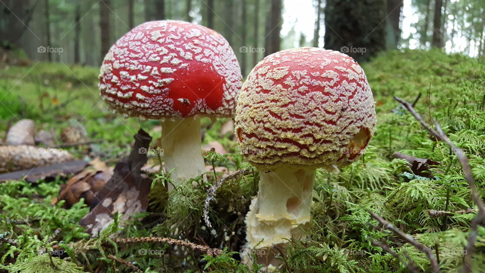 Toadstool mushroom growing in forest