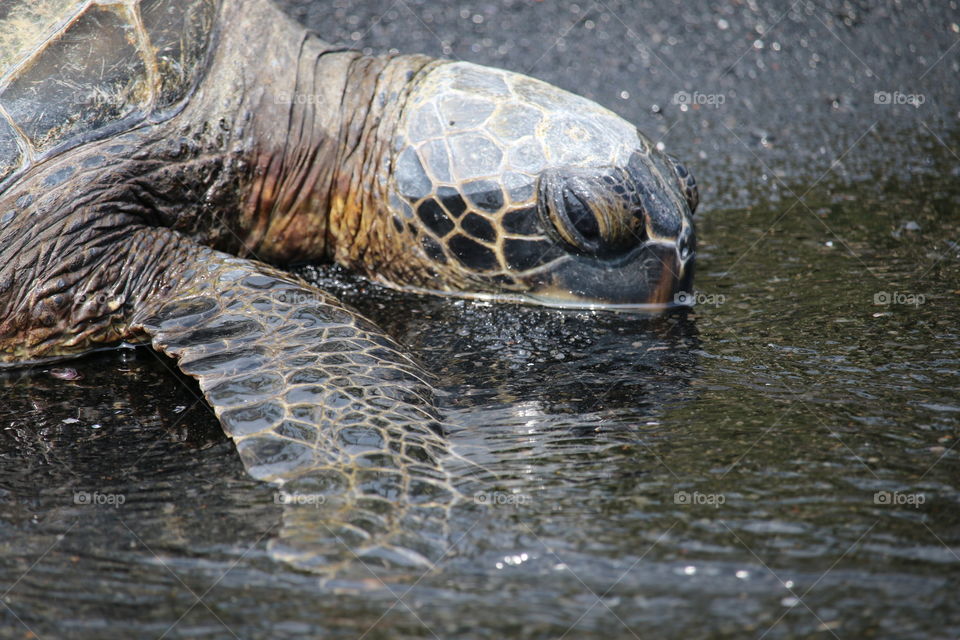 resting turtle