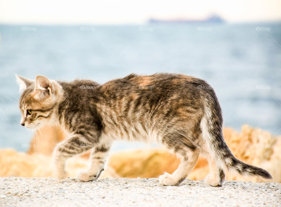 Stray Cat Walking At The Port
