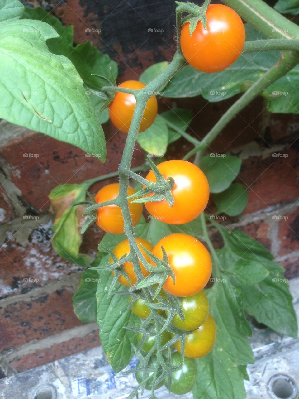 Tomatoes on the Vine