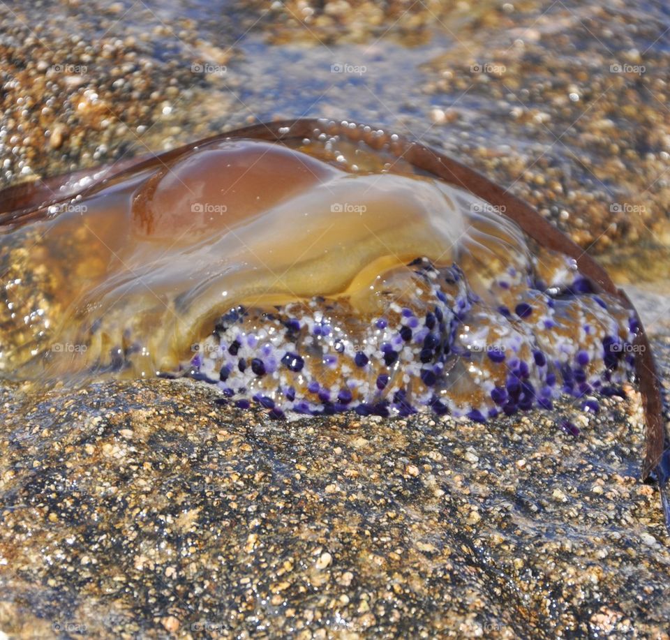 Jellyfish