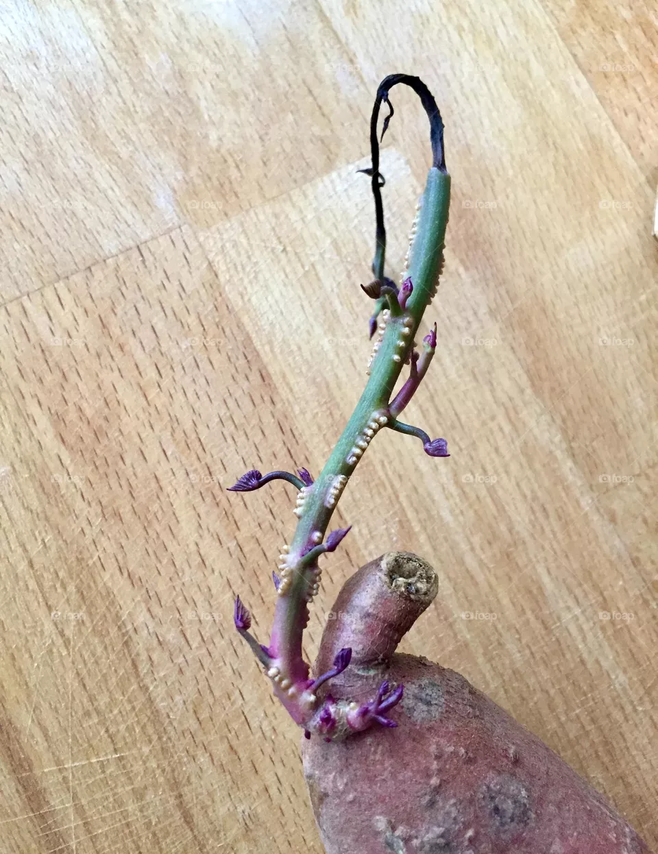 Potato plant