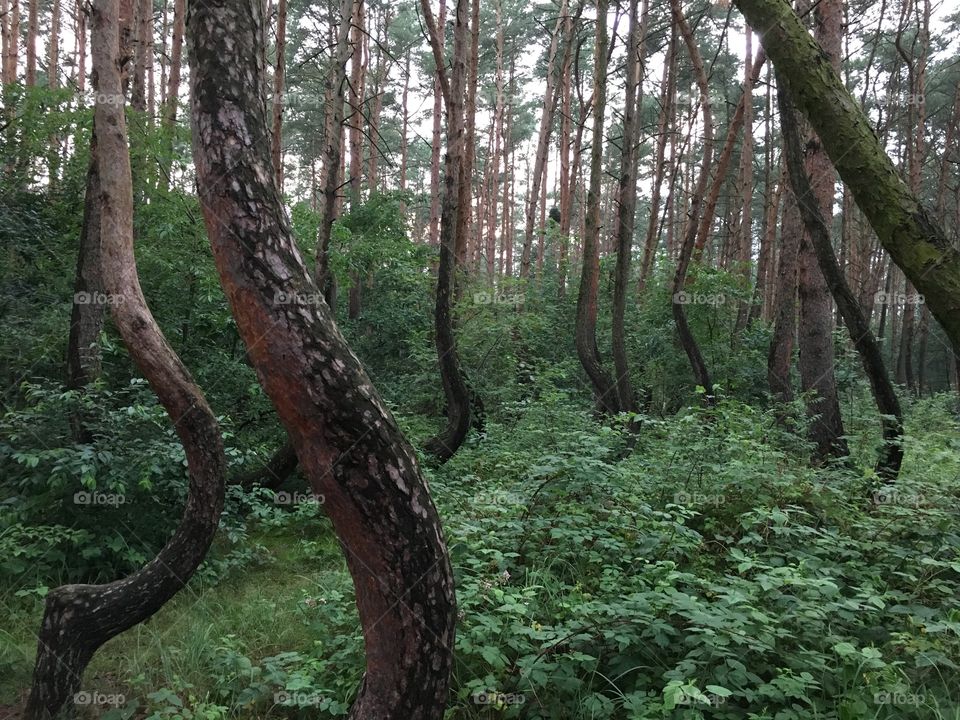 Nowe Czarnowo - Crooked trees - Poland