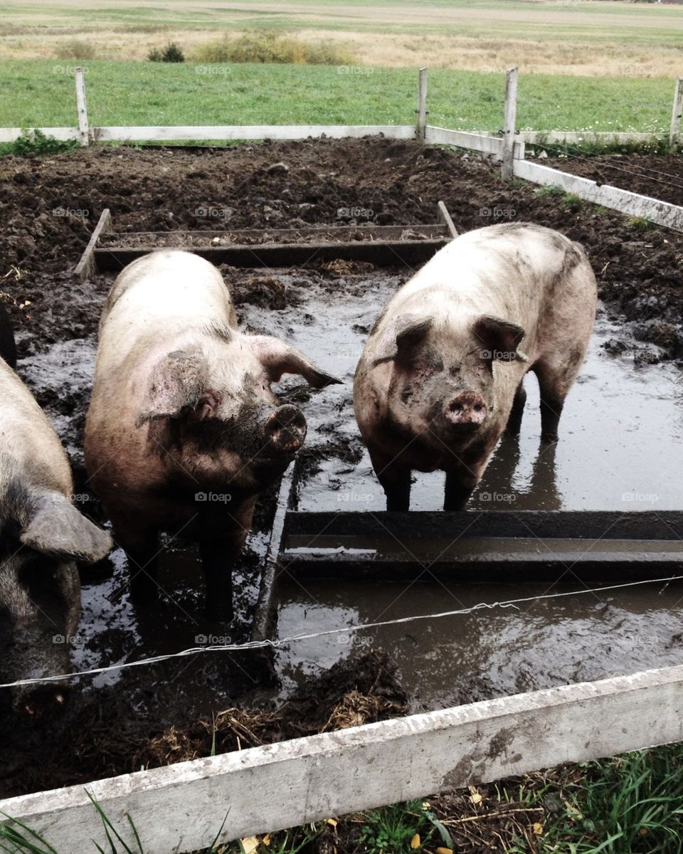 Pigs,animals,farming,organic farming
