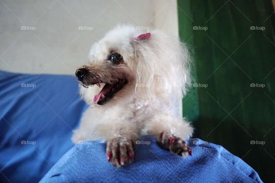 Little poodle resting at the blue couch  