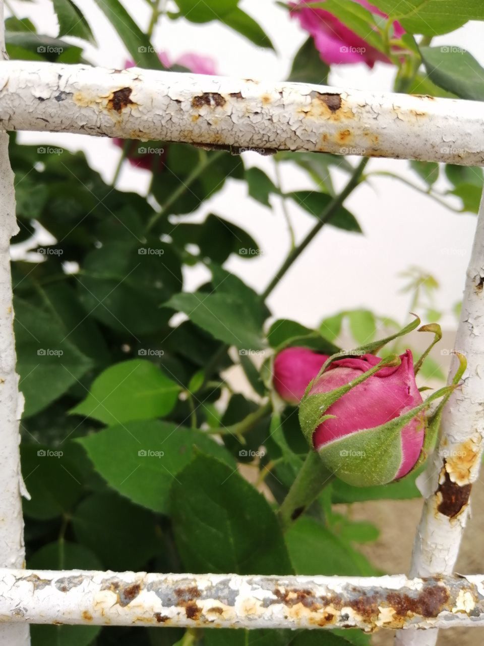 pink flower rose behind rusty grille