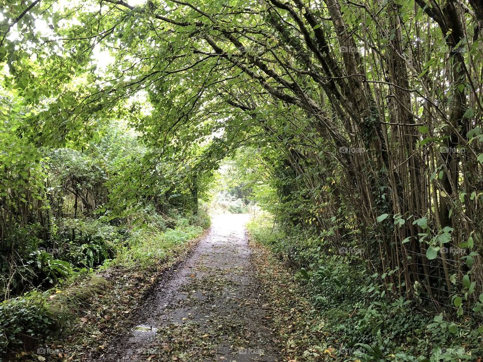 Coffinswell in Devon has some of the most lovely countryside in our county of Devon.