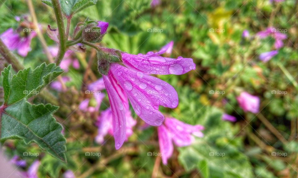 Flower after rain