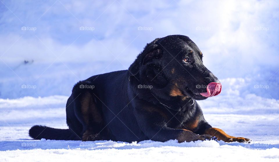 dog on the snow 