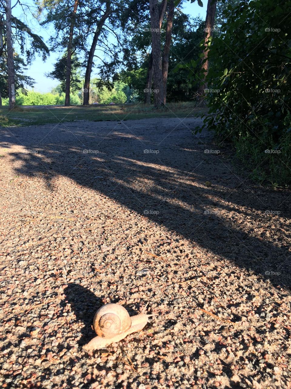 Snail in the forest 