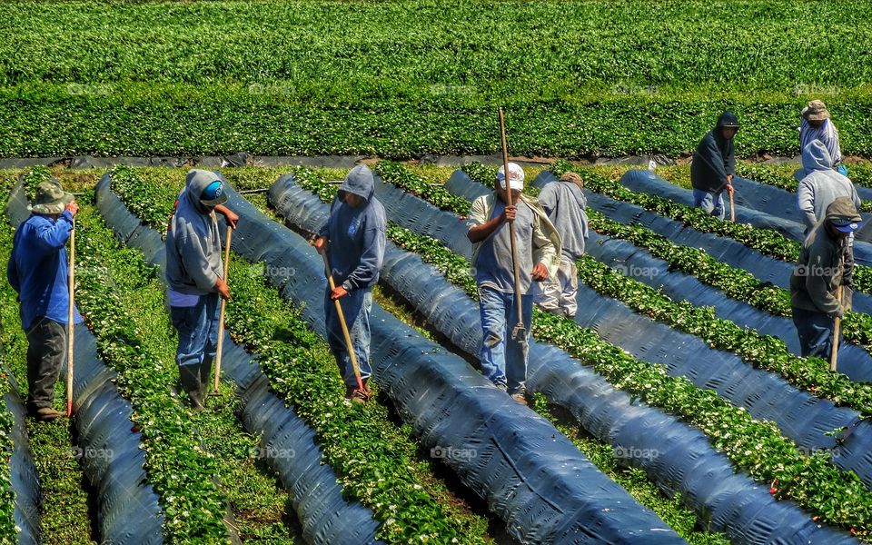 Harvesting An Organic Garden